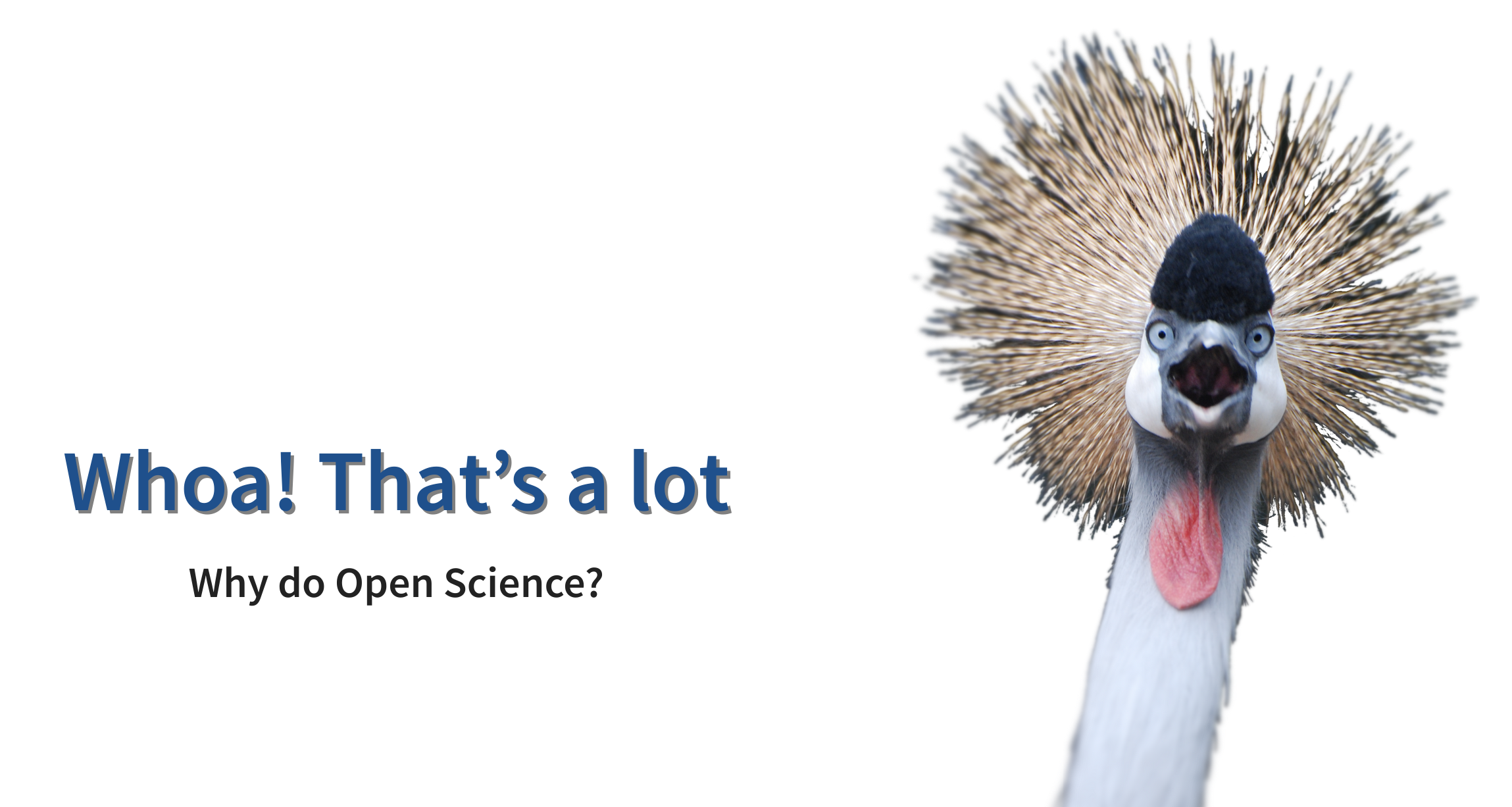A slide with a surprised looking grey-crowned crane with a large crown of feathers around it's head. The text reads 'Whoa! That's a lot! Why do Open Science?'